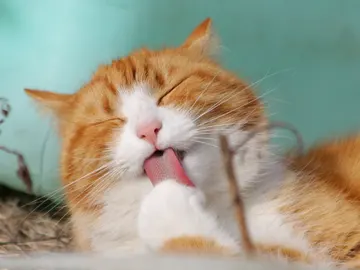 Gato lamiéndose el pelo. Gato lamiéndose el pelo.