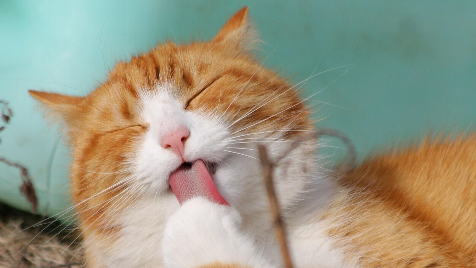 ¿Por qué vomitan tanto los gatos? (además de por comerse bolas de pelo)