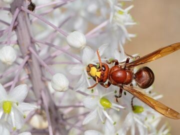 Avispón oriental (Vespa orientalis) en Israel.