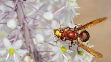 Avispón oriental (Vespa orientalis) en Israel.