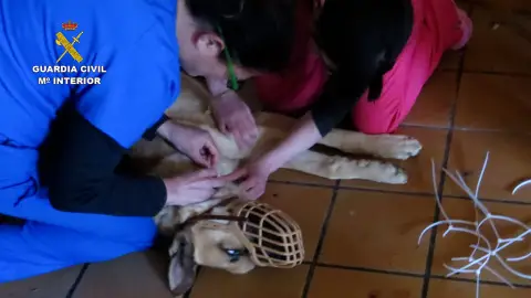 Perra con bridas Perra con bridas