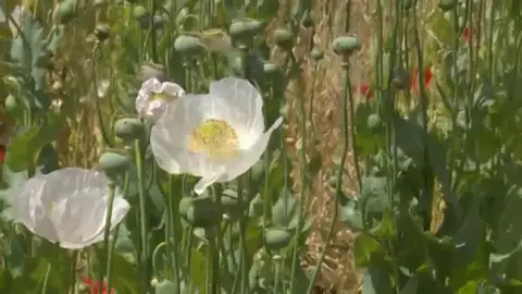 El peligroso turismo blanco en los campos de amapolas de Castilla El peligroso turismo blanco en los campos de amapolas de Castilla