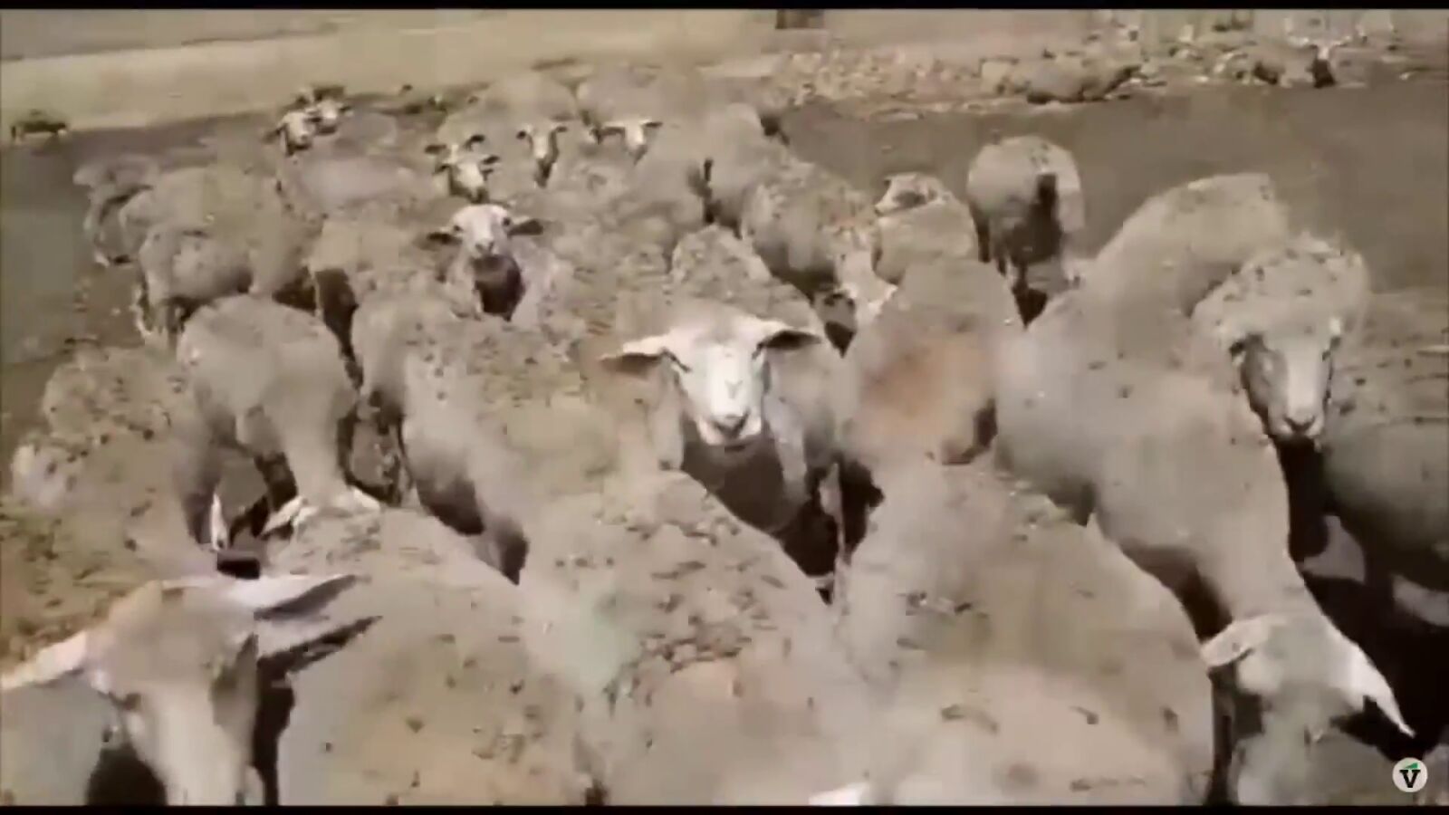 Una plaga de langostas arrasa cultivos en Extremadura