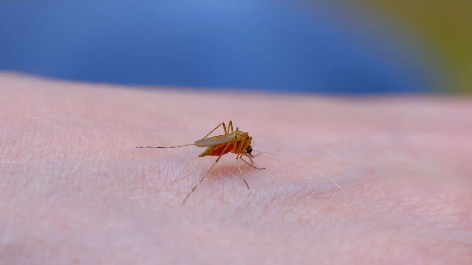 Mosquito Mosquito