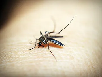 Picadura de insecto. Picadura de insecto.
