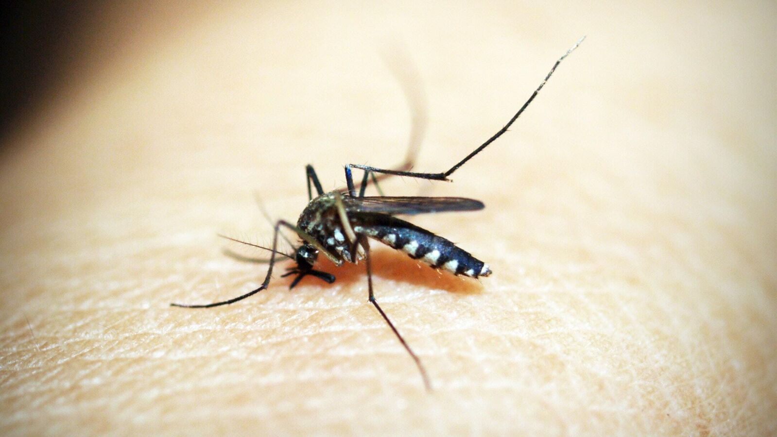Picaduras de insectos: Qué no debes hacer jamás