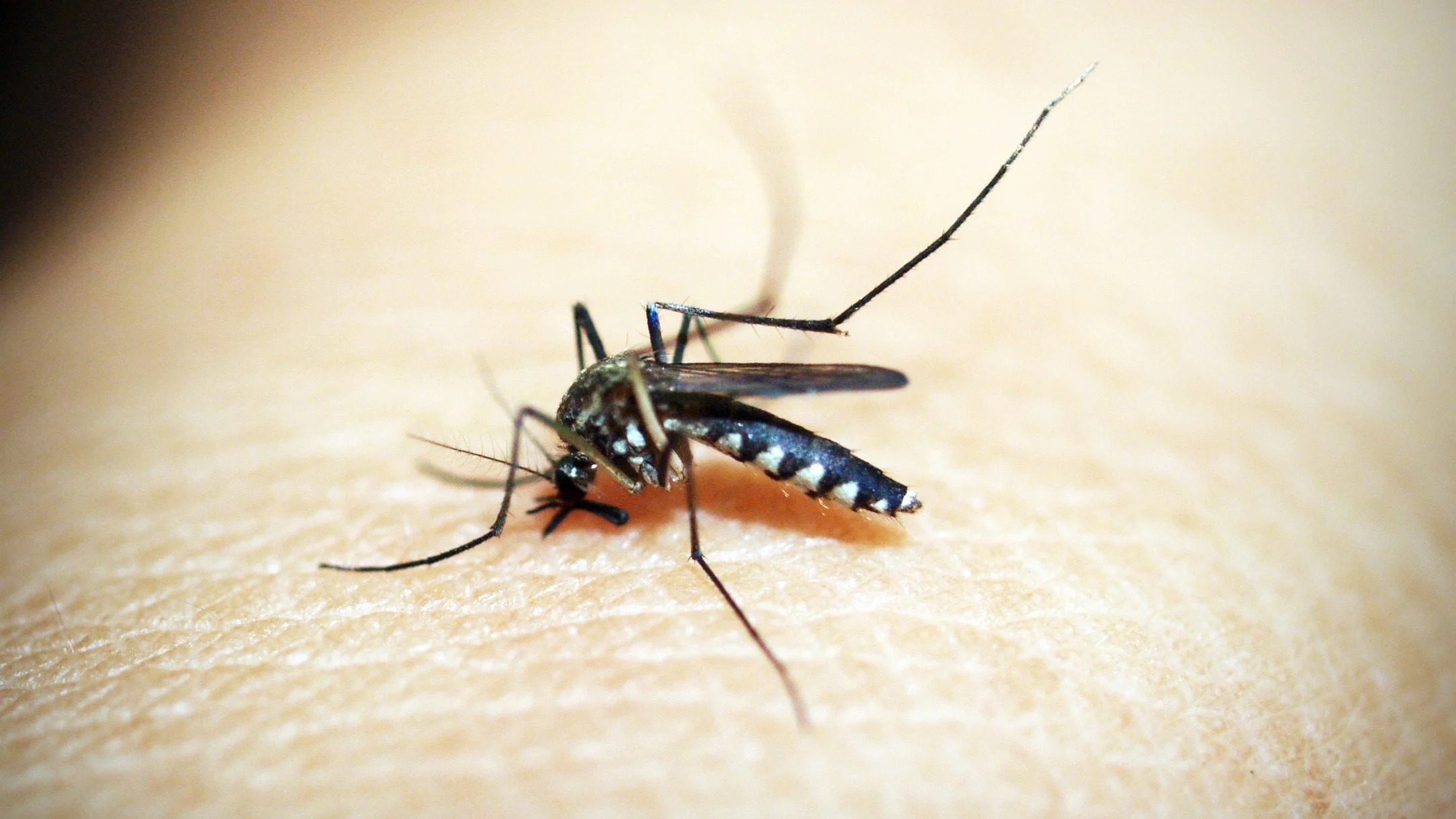 Picadura de insecto.