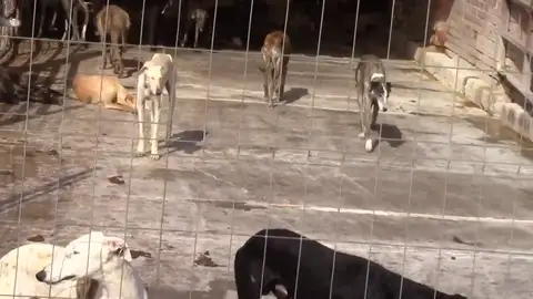 Mataba a los animales para vender su sangre Mataba a los animales para vender su sangre