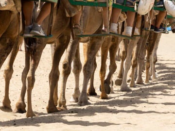 Camelos Maspalomas