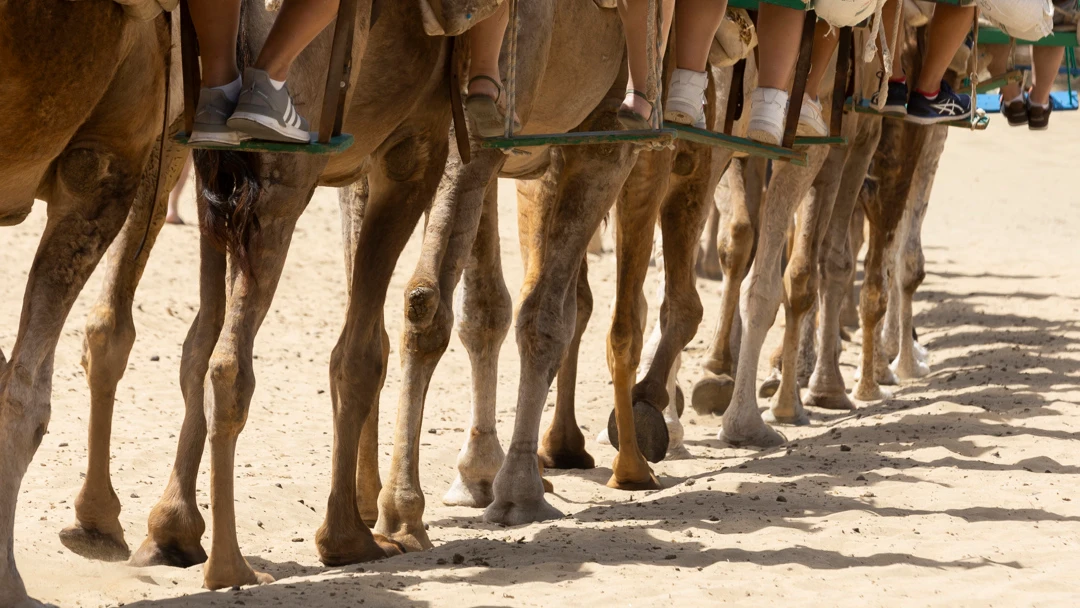 Camelos Maspalomas