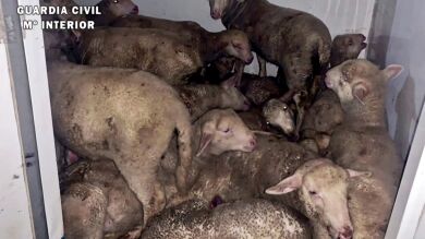 Oleada de robo de ganado en Extremadura