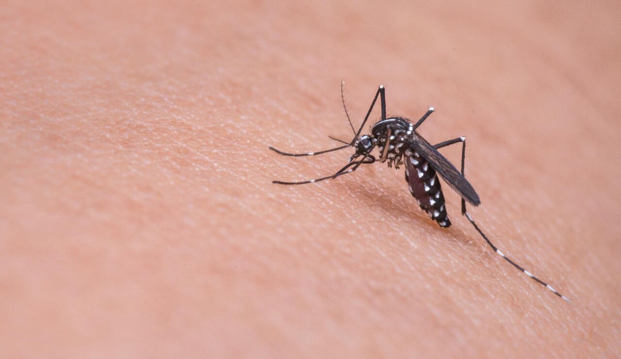 Mosquitos