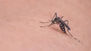 Plaga de mosquitos en Moncofa