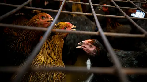 Escasez de pollos Escasez de pollos