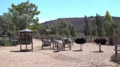Sendaviva lamenta la muerte de 12 animales Sendaviva lamenta la muerte de 12 animales