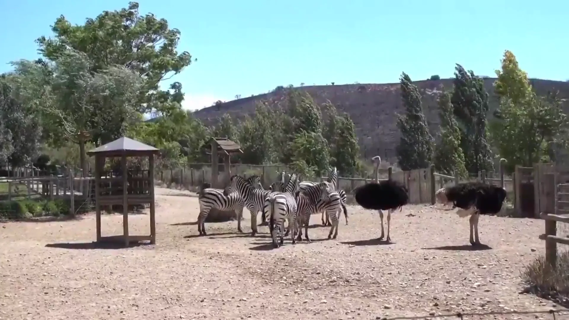 Sendaviva lamenta la muerte de 12 animales Sendaviva lamenta la muerte de 12 animales