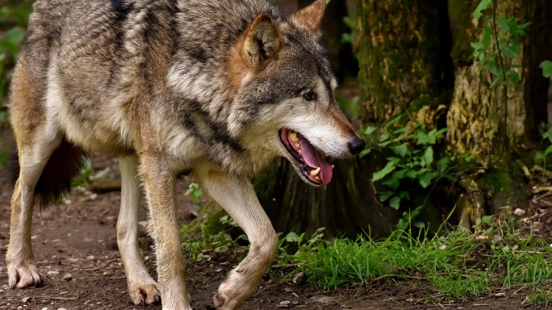 Lobo 