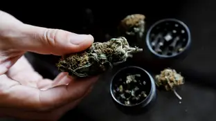 Cannabis Cannabis