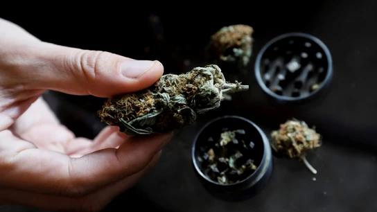 Cannabis Cannabis
