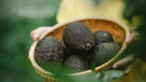 Aguacates Aguacates