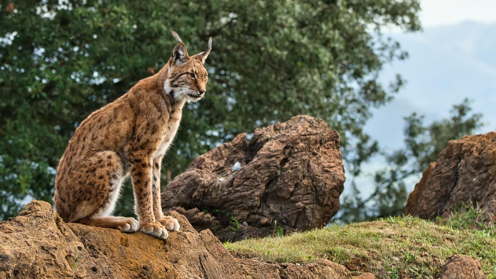 El cambio climático provoca que ya sean más de 5000 las especies amenazadas