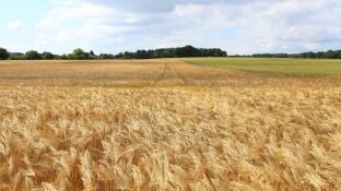 Campo cereal