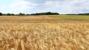Campo cereal Campo cereal