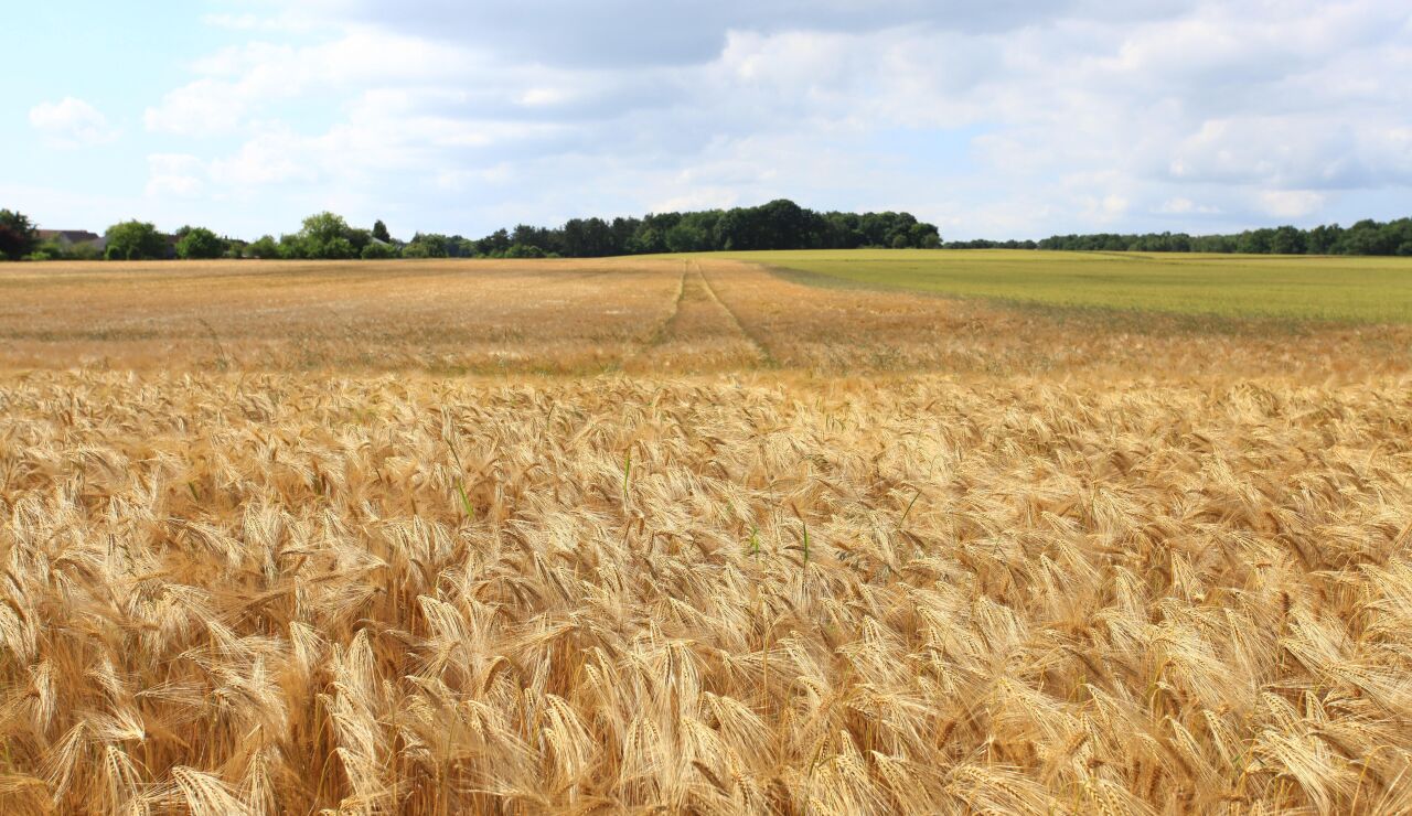 Campo cereal