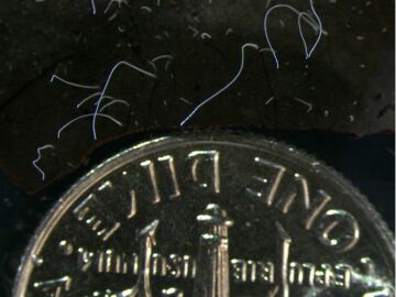 La bacteria 'Thiomargarita magnifica' junto a una moneda