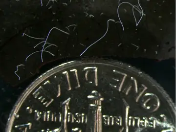 La bacteria 'Thiomargarita magnifica' junto a una moneda La bacteria 'Thiomargarita magnifica' junto a una moneda