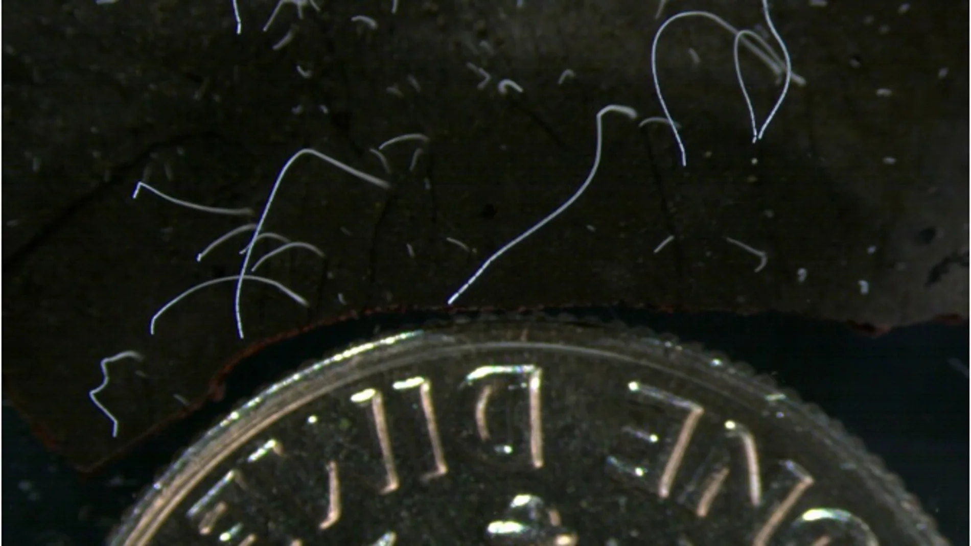 La bacteria &#39;Thiomargarita magnifica&#39; junto a una moneda