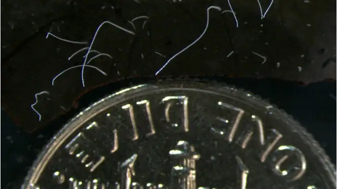 La bacteria 'Thiomargarita magnifica' junto a una moneda La bacteria 'Thiomargarita magnifica' junto a una moneda