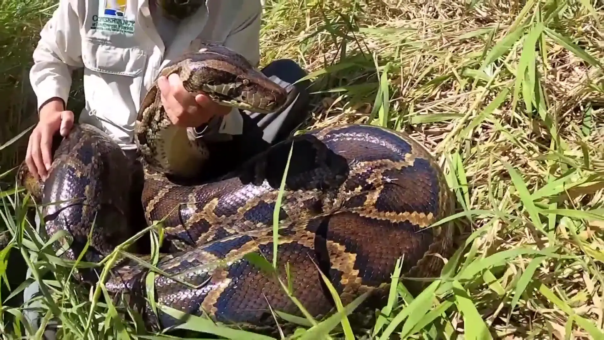 Una serpiente pit&oacute;n