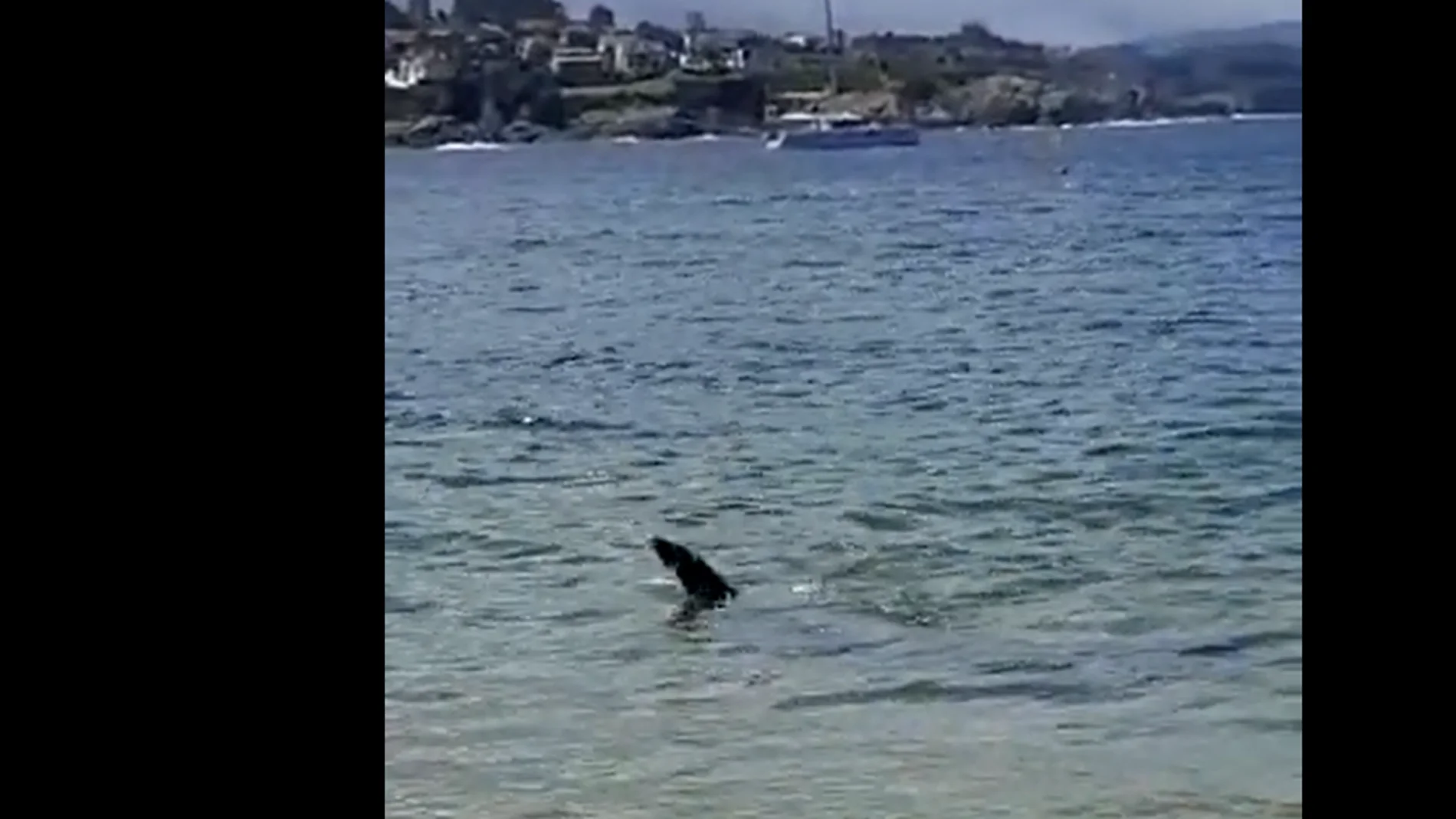 Un tiburón obliga a cerrar una hora la playa de Bastiagueiro, en La Coruña