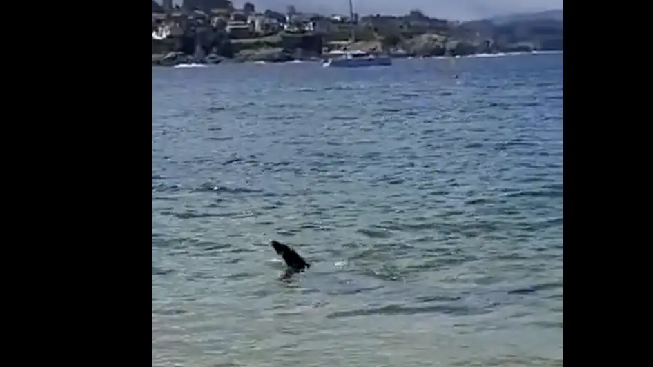 Un tiburón obliga a cerrar una hora la playa de Bastiagueiro, en La Coruña Un tiburón obliga a cerrar una hora la playa de Bastiagueiro, La Coruña