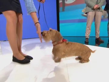 El mejor perro del año. El mejor perro del año.