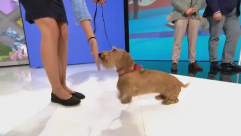 El mejor perro del año. El mejor perro del año.