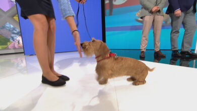 Así es Tuti, el perro del año en España y 4º del mundo que ha visitado Espejo Público