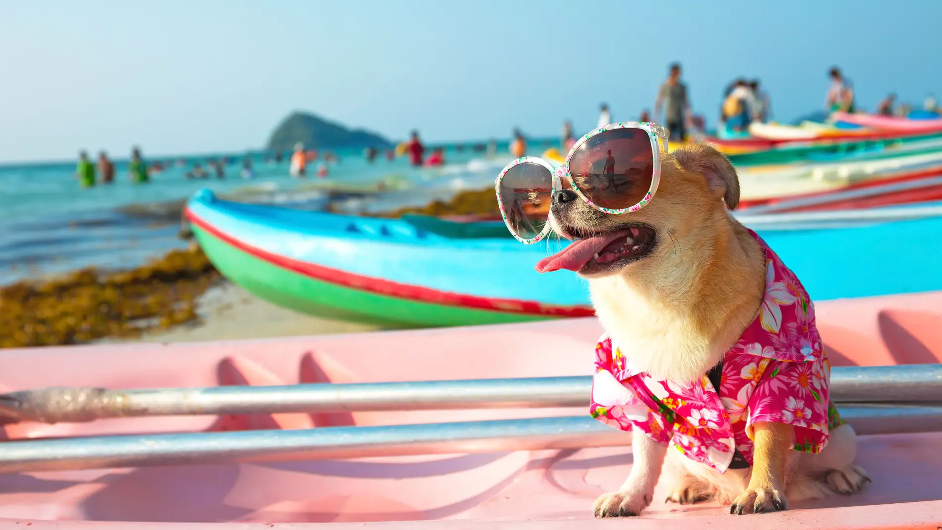 valores al revés Bañera Ropa de playa para perro: dónde comprarla