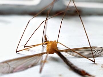 Pulseras anti mosquitos, ¿cuál es su efectividad?