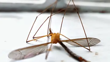 Pulseras anti mosquitos, ¿cuál es su efectividad?