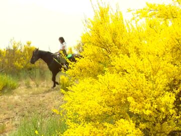 El piorno tiñe de amarillo la Sierra de Gredos