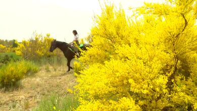 El piorno tiñe de amarillo la Sierra de Gredos