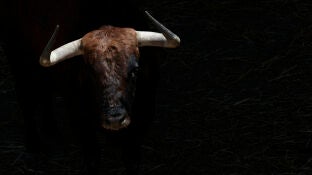 Imagen de archivo Toro