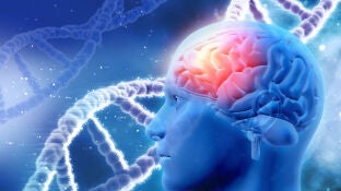 El cerebro humano