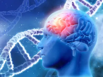 El cerebro humano El cerebro humano