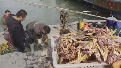 Las estrellas de mar complican el verano a los pescadores chinos: cada día sacan de entre sus redes 2 toneladas 