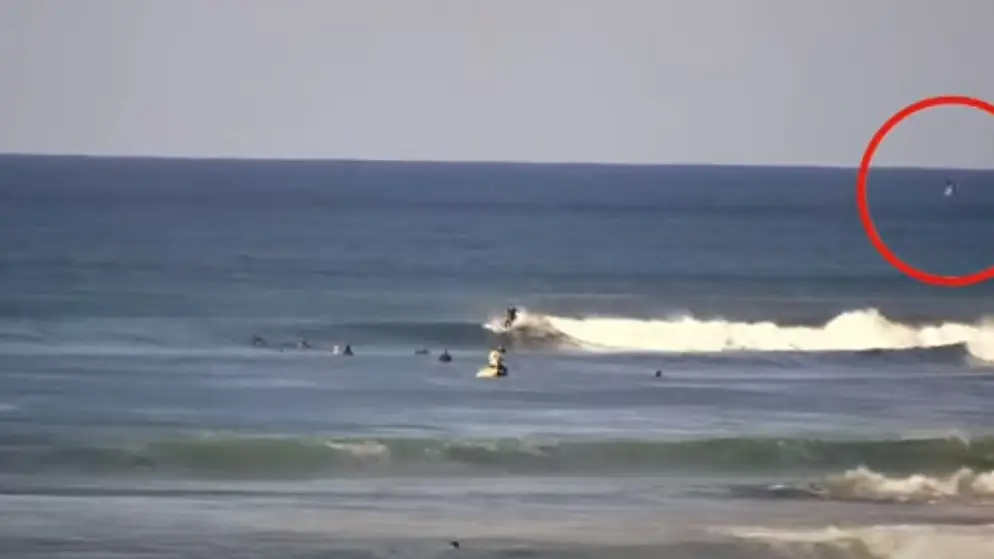 Un tiburón blanco aparece en Jeffreys Bay horas antes del comienzo del J-Bay Open Un tiburón blanco aparece en Jeffreys Bay horas antes del comienzo del J-Bay Open