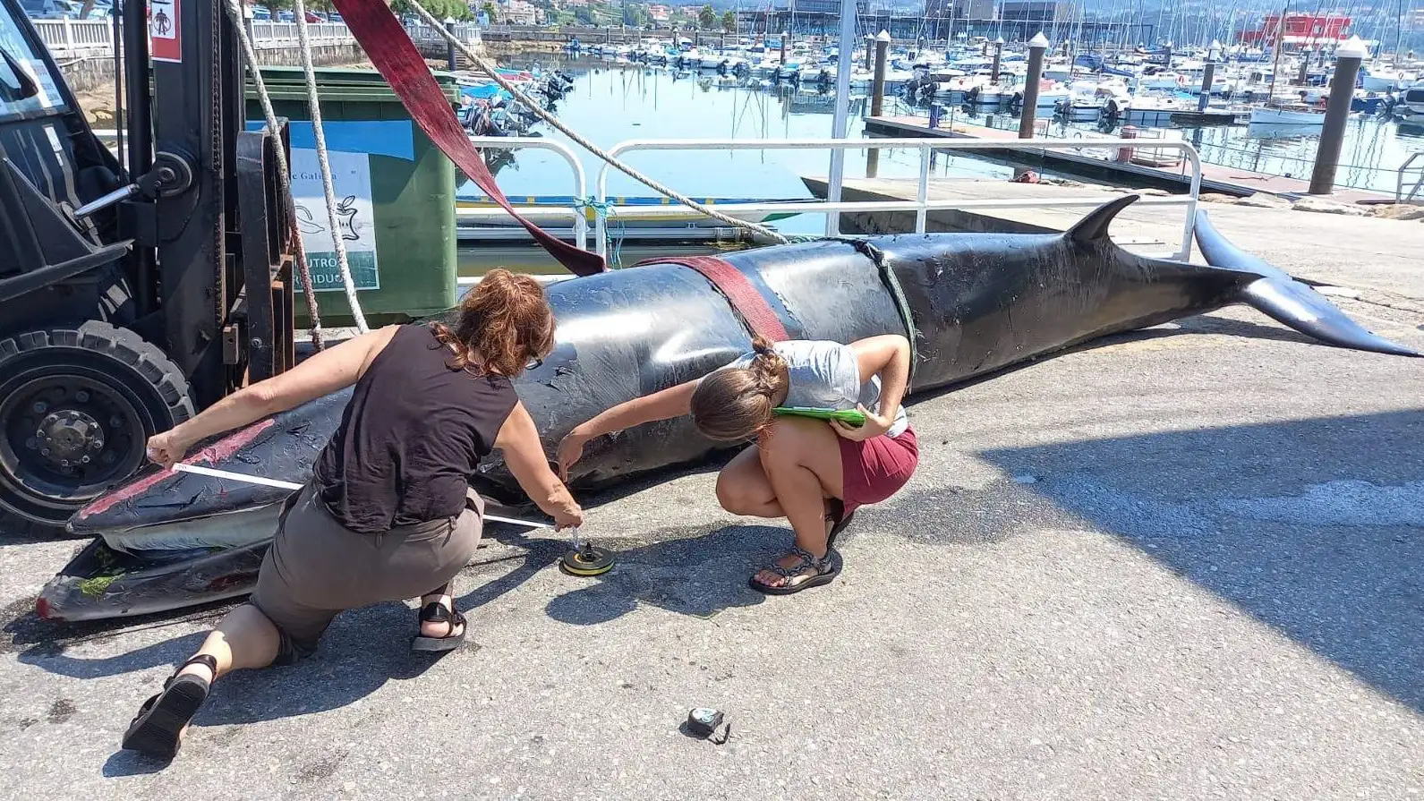 Ballena muerta en Combarro, en Pontevedra Ballena muerta en Combarro, en Pontevedra