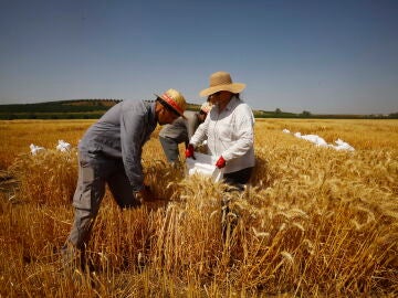 Varias personas trabajan en un cultivo de trigo en Guadalcázar (Córdoba)